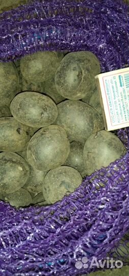 Семенной цветной картофель