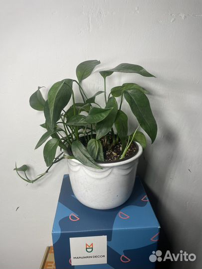 Эпипремнум