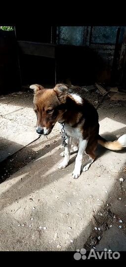 Собаки бесплатно в добрые руки