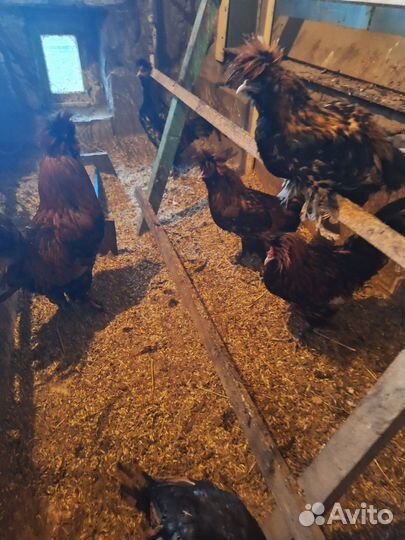 Цыплята куры петухи виргинский перепел