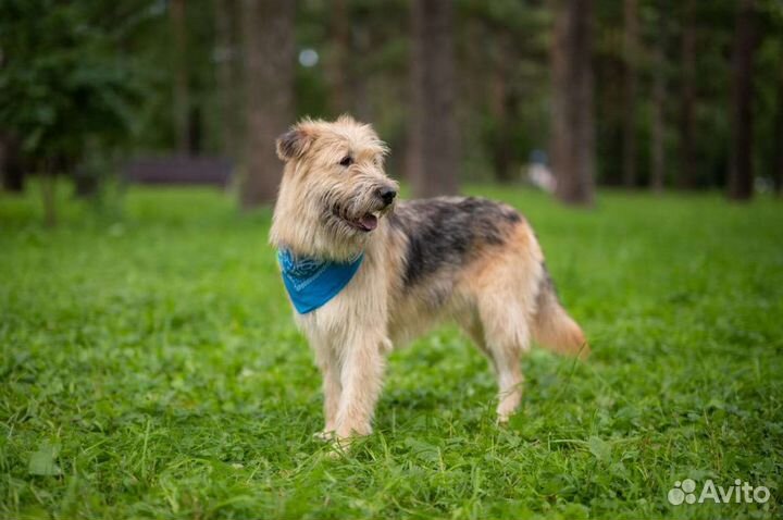 Собака Пушистик Тобиас бородатик