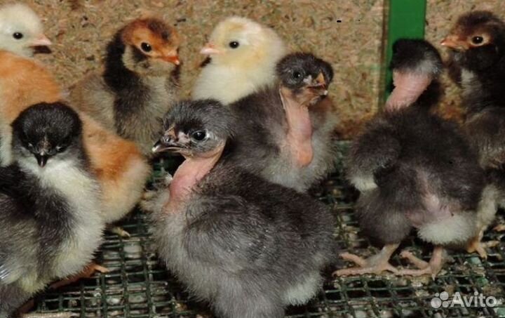 Бройлер несушка утята мулард гусь индюк бройлер ин