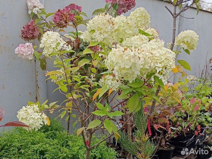 Гортензии на штамбе