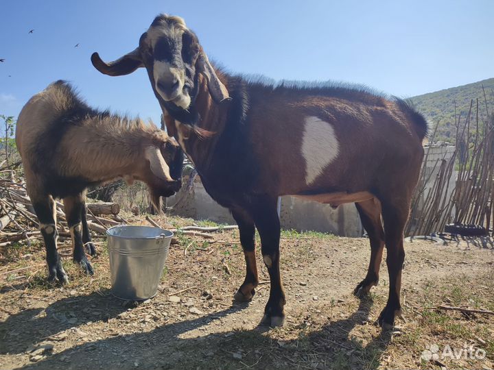 Нубийский Козел-производитель