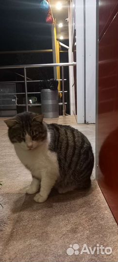 Кошки в добрые руки бесплатно