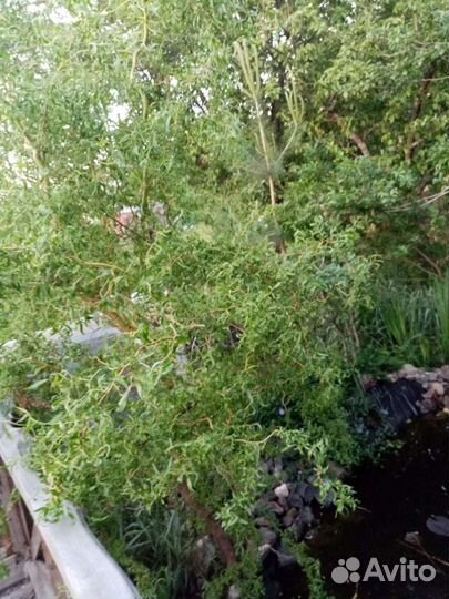 Можжевельник