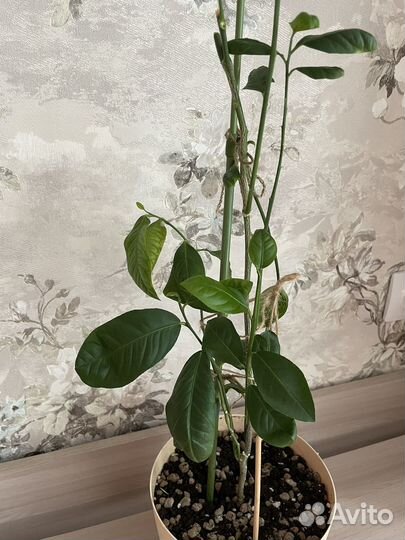 Лимонное дерево