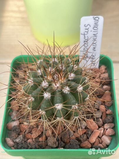 Кактус Ферокактус, Нотокактус и другие