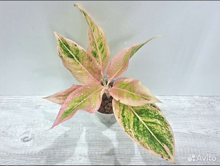 Аглаонема Lipstick Pudding