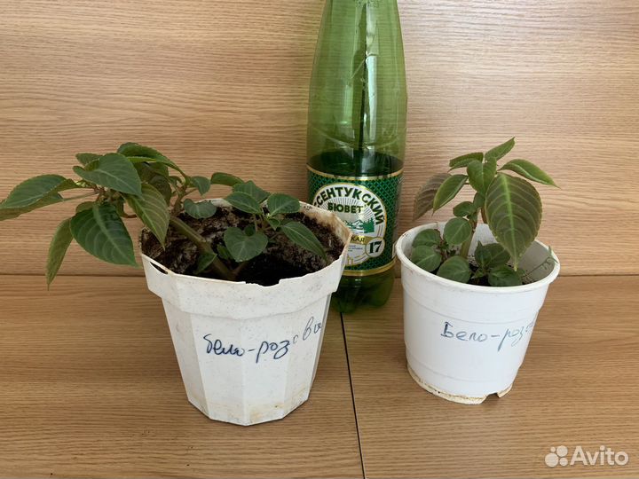 Растения комнатные