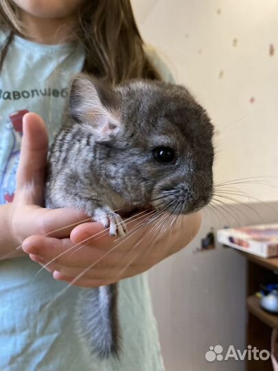 Шиншилла мальчик