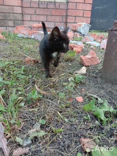 Отдадим котят в добрые руки