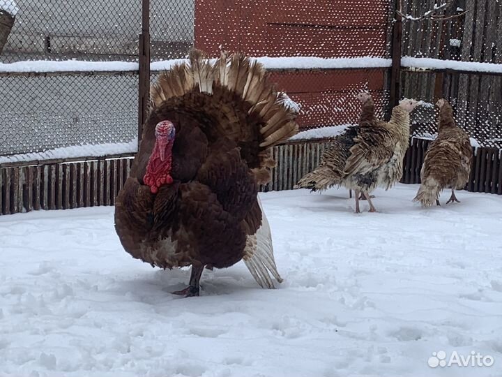 Инкубационное яйцо цыплята