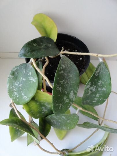 Хойи взрослые