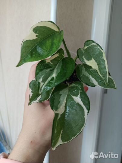 Эпипремнумы (сциндапсусы), сингониумы