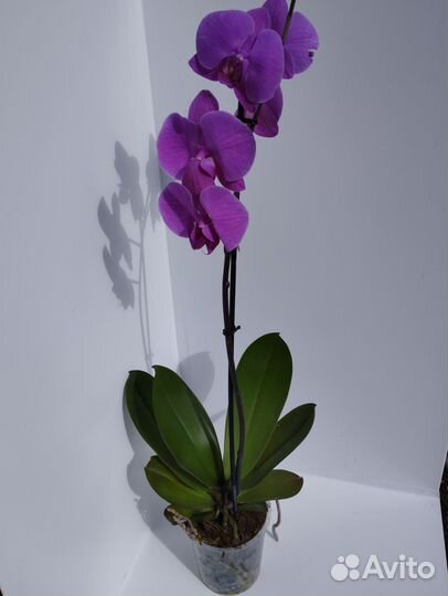 Цветущие орхидеи фаленопсис и отцветы