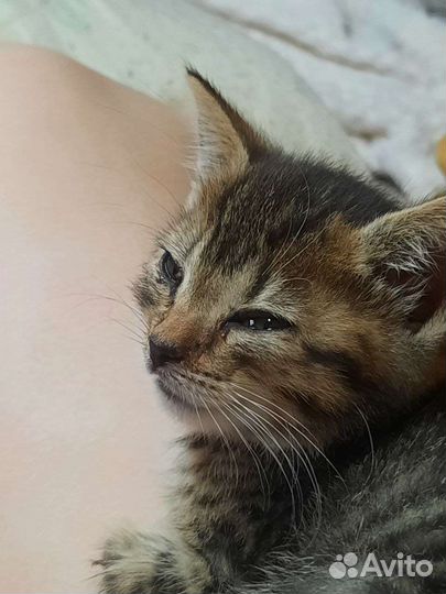 Лёлька и Долька ищут дом