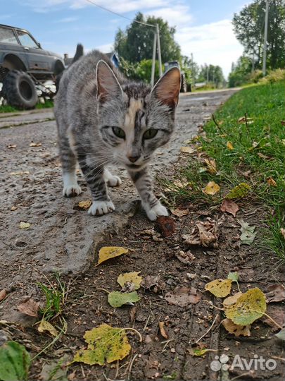 В добрые руки очень ласковая кошечка