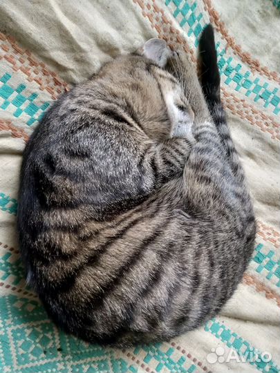 Отдам в добрые руки