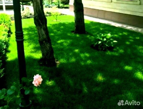 Рулонный газон 