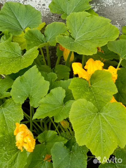 Рассада дыни кабачков тыквы патиссонов