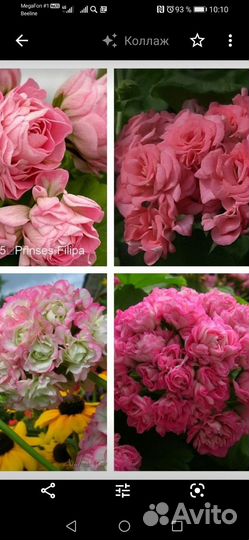 Пеларгония сортовая набором и срезы