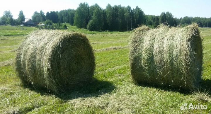 Сено с доставкой