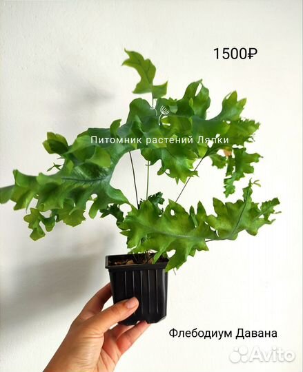 Папоротники разные комнатные