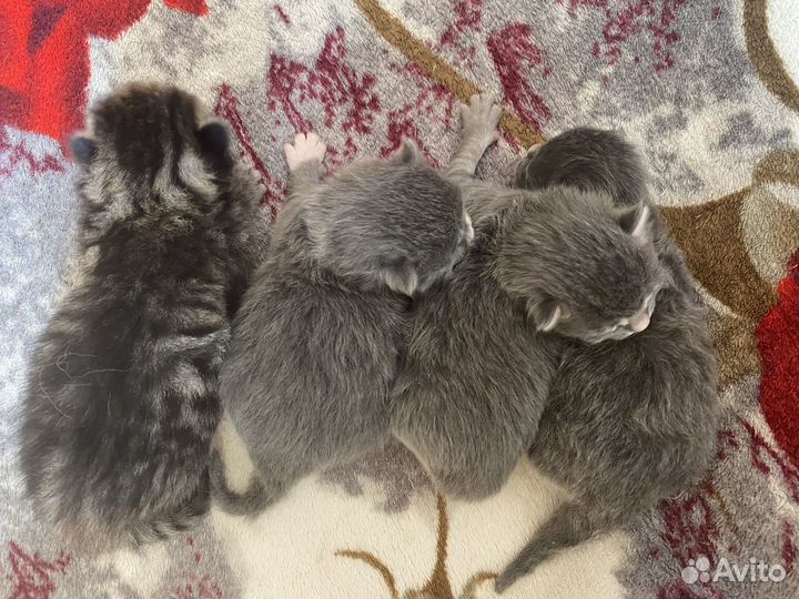 Котята отдам бесплатно