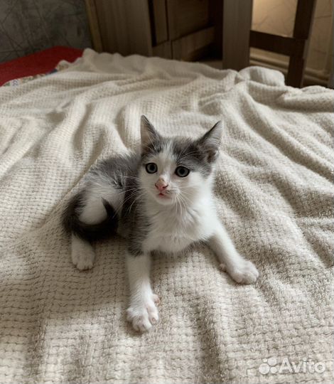 Котенок 3,5 месяца