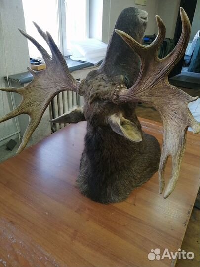 Чучело головы лося С рогами