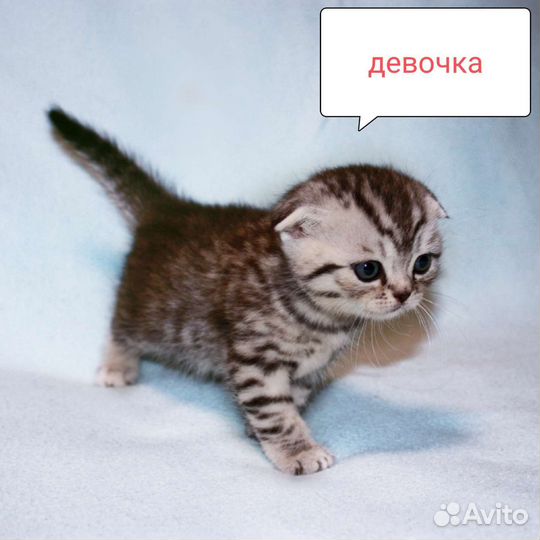 Шотландская вислоухая