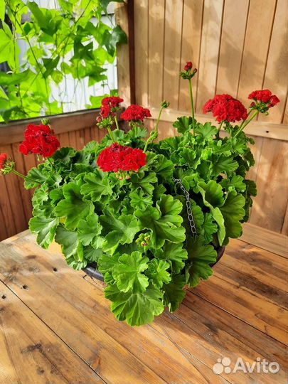 Пеларгония розебудная