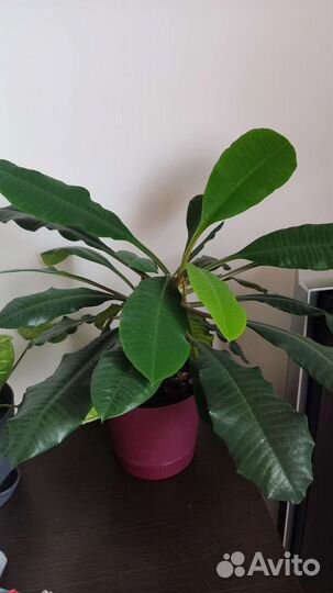 Молочай комнатный гребенчатый или ребристый