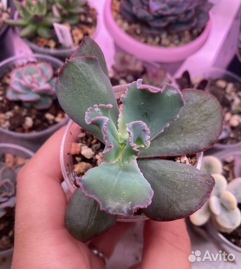 Суккуленты эхеверия 4