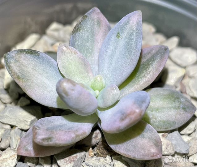 Суккуленты вариегатные