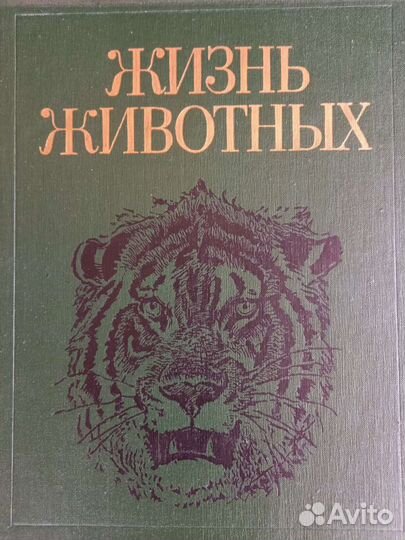 Энциклопедия 