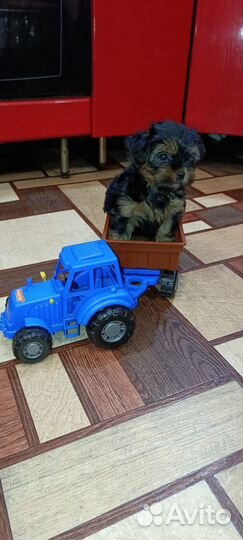 Йоркширский терьер щенки