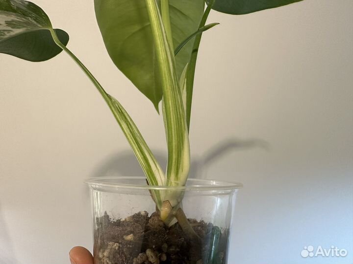 Монстера альба