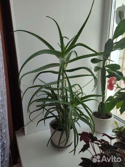 Алоэ столетник