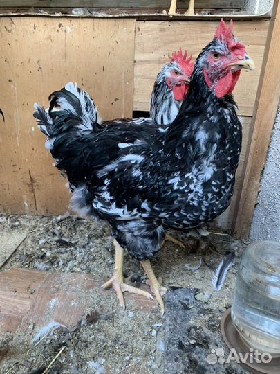 Молодые петушки