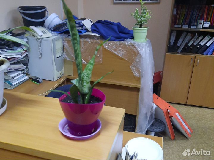 Сансевиерия, алоэ, колеос