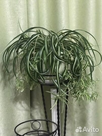 Хлорофитум кудрявый