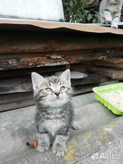 Котята в добрые руки от крысоловки