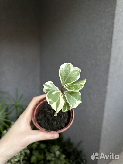 Фикус триангулярис вайт марджин