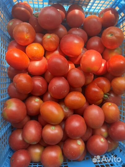 Домашние помидоры. Цена 120 руб/кг