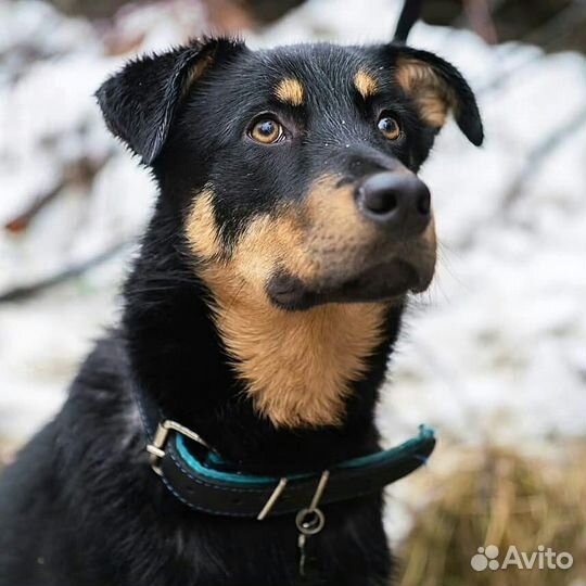 Брейв в поисках дома