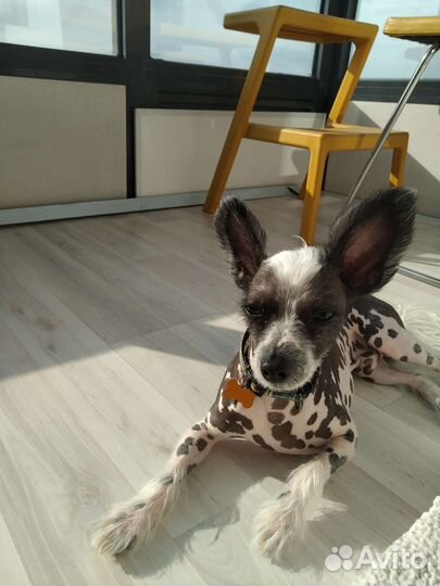 Собака для фотосессии
