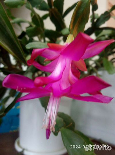 Сортовые декабристы