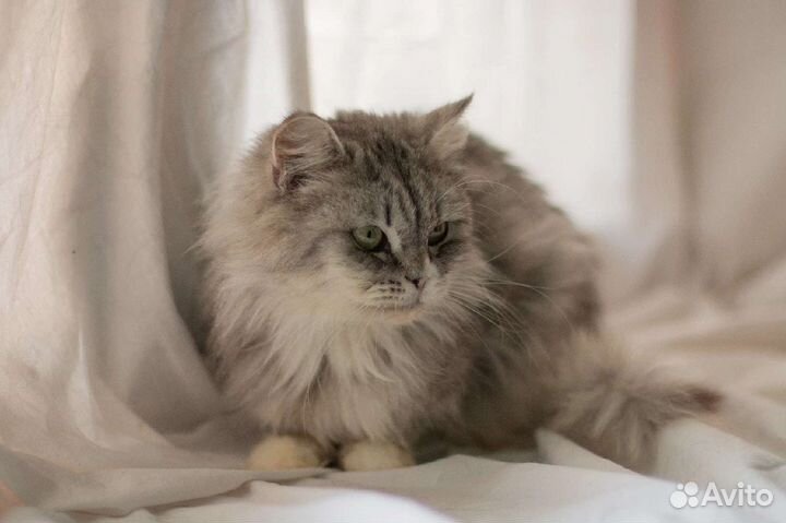 Сибирская кошечка Мисси